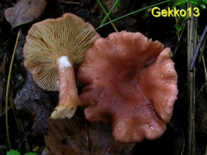 Lactarius spinulosus.JPG