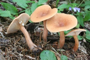 Lactarius_tabidus.jpg