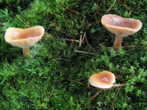 Lactarius_theiogalus_Jirsek12.JPG