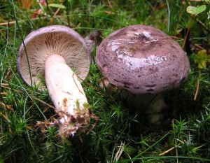 Lactarius trivialis.jpg