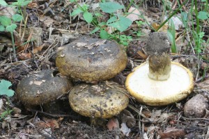 Lactarius_turpis.jpg