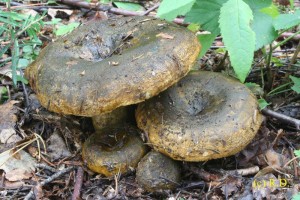Lactarius_turpis.jpg