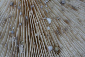 Lactarius_vietus 02.jpg