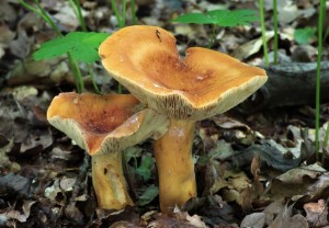Lactarius volemus.jpg