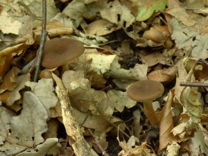 LactariusCamphoratus2.jpg