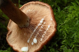 LactariusCamphoratus3.jpg
