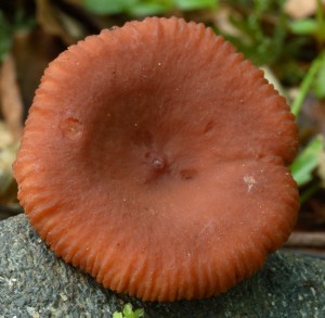 LactariusCamphoratus4.jpg