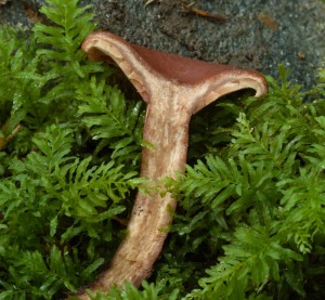 LactariusCamphoratus5.jpg