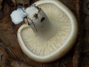LactariusSubruginosusMozna3.jpg