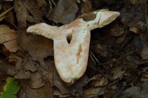 LactariusSubruginosusMozna4.jpg