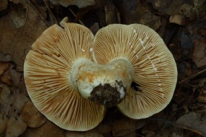 LactariusSubruginosusMozna5.jpg