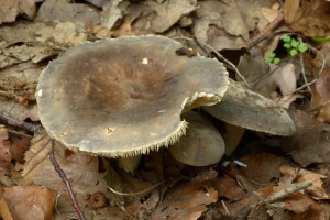 LactariusSubruginosusMozna6.jpg
