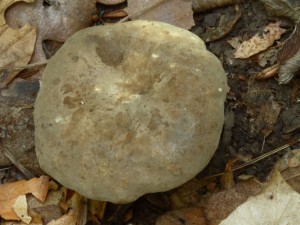 LactariusSubruginosusMozna.jpg