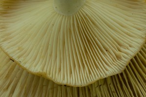 LactariusZonarius05.jpg