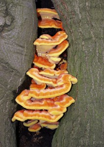 Laetiporus_sulphureus.jpg