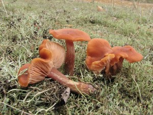 lakovka statn-Laccaria proxima1.JPG