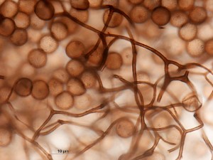 lamproderma4.jpg