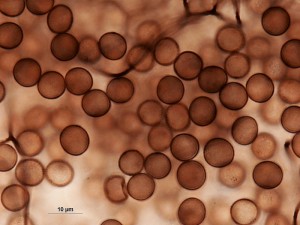 lamproderma5.jpg