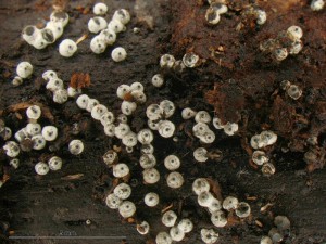 Lasiosphaeria-ovina1.jpg