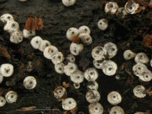Lasiosphaeria-ovina2.jpg