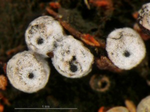 Lasiosphaeria-ovina4b.jpg