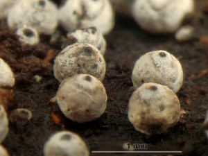 Lasiosphaeria-ovina5b.jpg