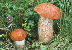 LECCIN~2.JPG