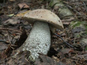 Leccinum atrostipitatum2.jpg