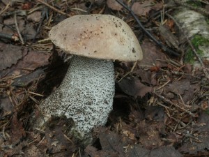 Leccinum atrostipitatum.jpg