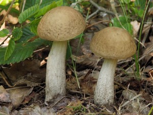 Leccinum carpini2.jpg