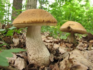 Leccinum carpini.jpg