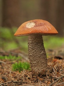 Leccinum piceinum.jpg