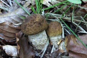 Leccinum_pseudoscabrum.jpg