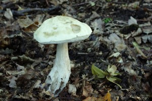 Leccinum_pseudoscabrum.jpg