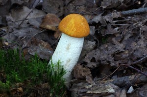 Leccinum_rufum2.jpg