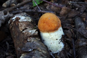 Leccinum_rufum4.jpg