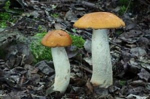 Leccinum_rufum.jpg