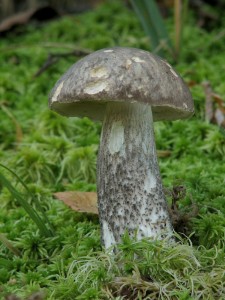 Leccinum variicolor2.jpg