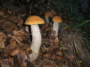 Leccinum versipelle.JPG