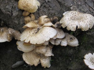 Lentinus tigrinus.jpg