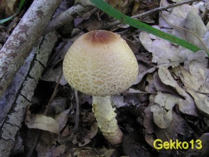 Lepiota_ventriosospora.JPG