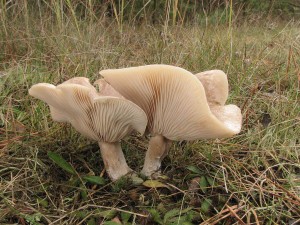 Lepista  panaeolus.jpg