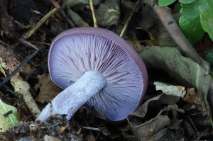 Lepista nuda (2).jpg