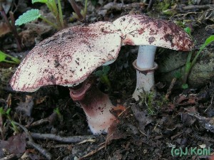 leucoagaricus1.jpg