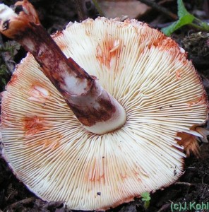 leucoagaricus2.jpg