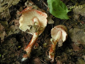 Leucoagaricus badhamii.JPG