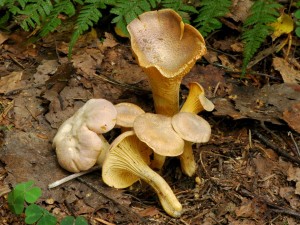 Lika ametystov - Cantharellus amethyteus6.jpg