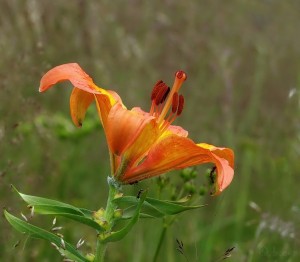 Lilium bulbiferum.jpg