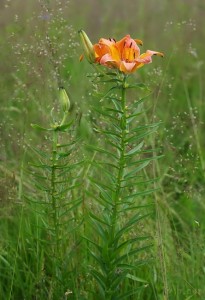 Lilium bulbiferum (2).jpg