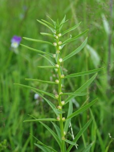 Lilium bulbiferum (3).jpg